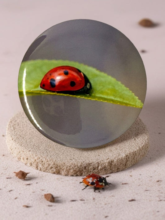Ladybug Fridge Magnet | Nature-Inspired Kitchen Décor