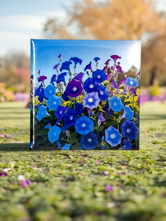 Ipomoea (Morning Glory) Fridge Magnet | Vibrant Blue & Purple Blooms