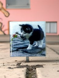 Playful Kitten Fridge Magnet | Cute Cat Lover Gift & Kitchen Décor